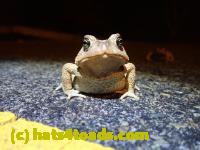 /home//u458753944/public_html/sourcegallery///Roxborough Toad Detour/2022/2022-03-07/P3070837.JPG